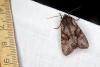 Lacanobia w-latinum